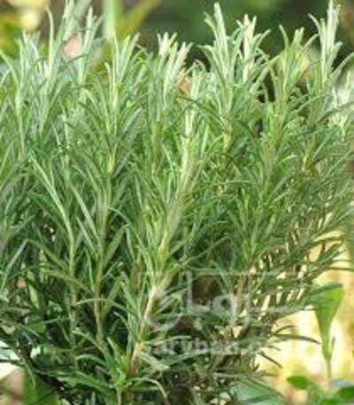 فروش نهال رزماری