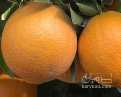 فروش پرتقال ناول سردرختی