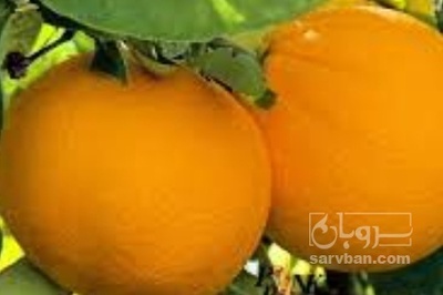فروش پرتقال محلی سردرختی