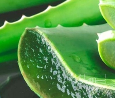 فروش برگ آلوئه ورا