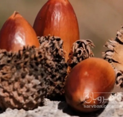 فروش بلوط زینتی