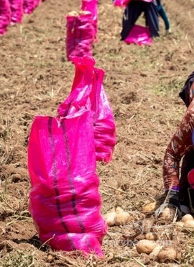 فروش سیب زمینی جلی