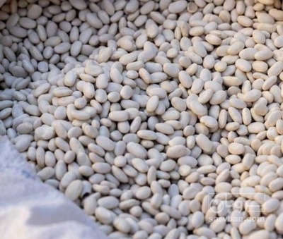 فروش لوبیا سفید