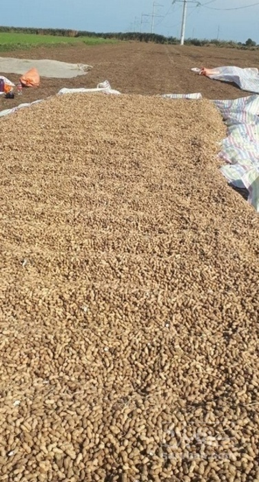 فروش بادام زمینی با پوست