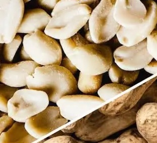 فروش بادام زمینی کره گیری