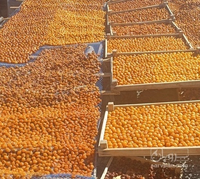 فروش آلو بخارا