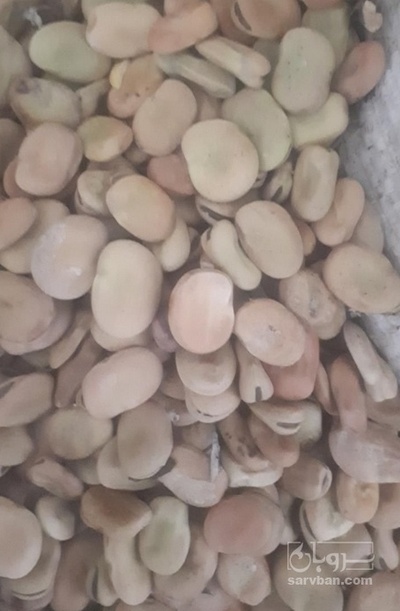 فروش باقلاخشک