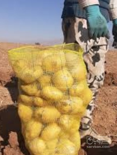 فروش سیب زمینی جلی