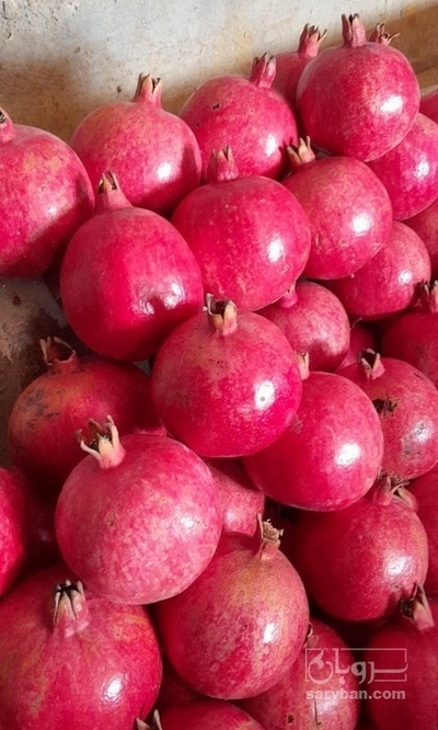 فروش انار