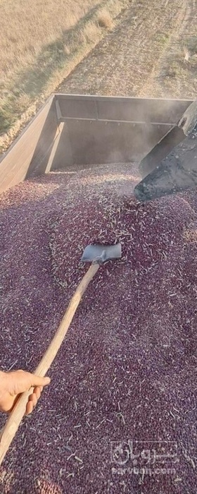 فروش لوبیا قرمز