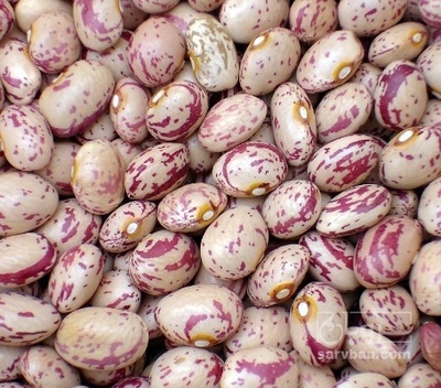 فروش لوبیا چیتی