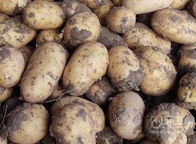 فروش سیب زمینی جلی