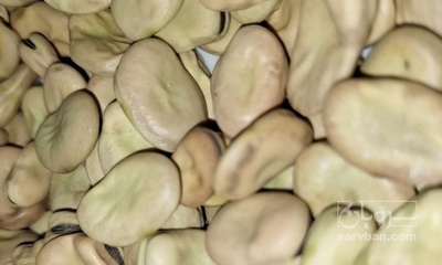 فروش باقلا تازه - باقالی - باقالا