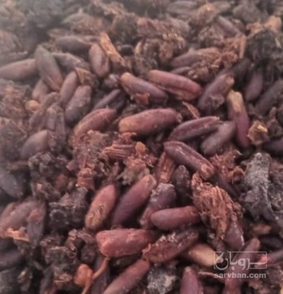 فروش  هسته خرما