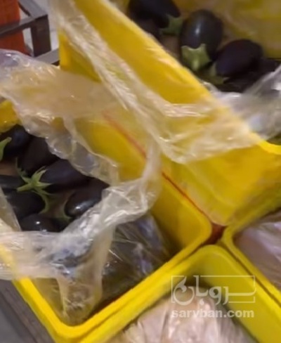 فروش بادمجان لامپی صادراتی