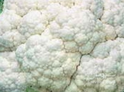 فروش گل کلم