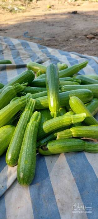 فروش کدو  سبز