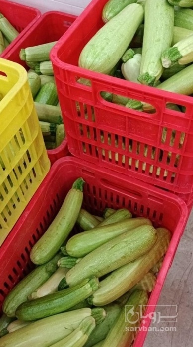 فروش کدو  سبز زیر سورتی