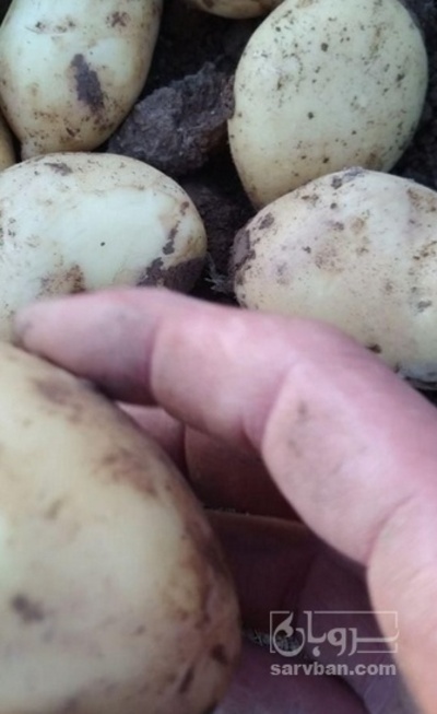فروش سیب زمینی راموس