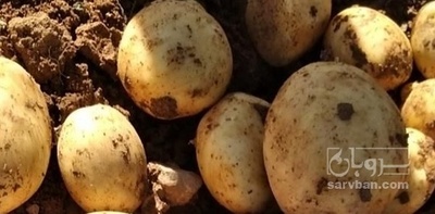 فروش سیب زمینی بذری جلی401