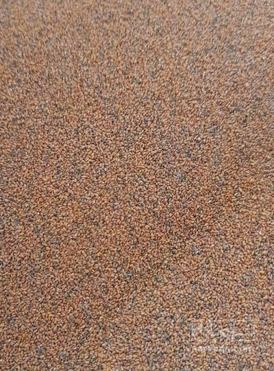 فروش خاکشیر (گیاه‌ دارویی)