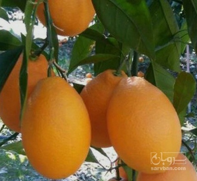 فروش پرتقال مورو