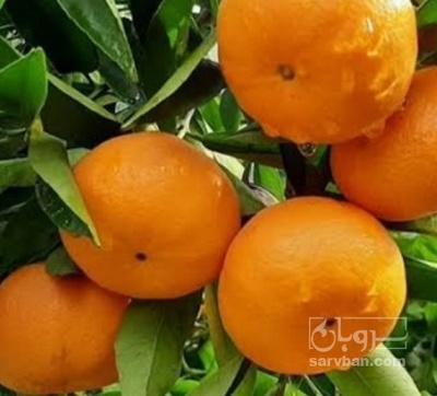 فروش نارنگی پچ