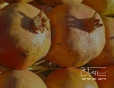 فروش انار