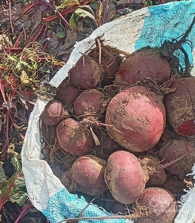 فروش چغندر لبو