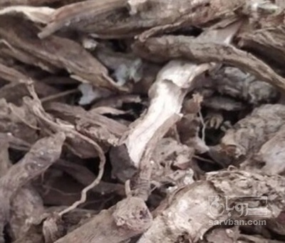 فروش چله داغی - چله کوهی (گیاه‌ دارویی)