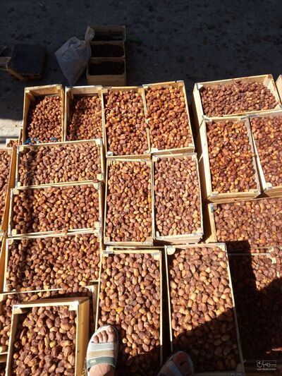 فروش خرما زاهدی