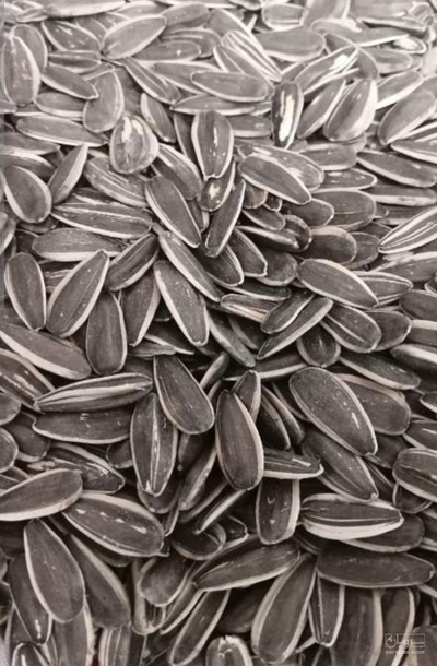 فروش تخمه آفتابگردان خام