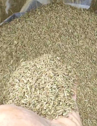 فروش زیره سبز (گیاه‌ دارویی)