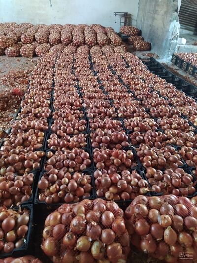 فروش پیازطلایی