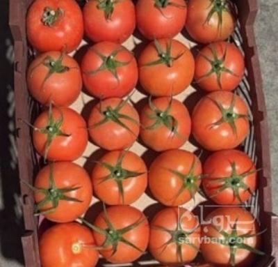 فروش گوجه فرنگی گلخانه آیی هیدروپونیک