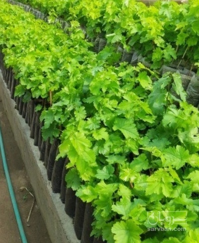 فروش نهال انگور شانی