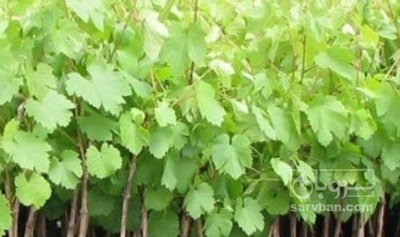 فروش نهال انگور بی دانه قرمز