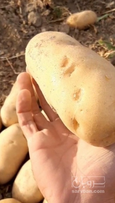 فروش سیب زمینی اگریا