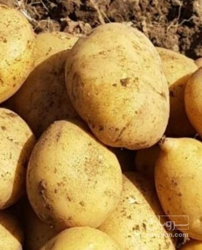 فروش سیب زمینی بذری اگریا