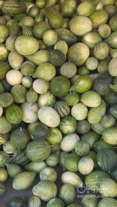 فروش هندوانه دیم