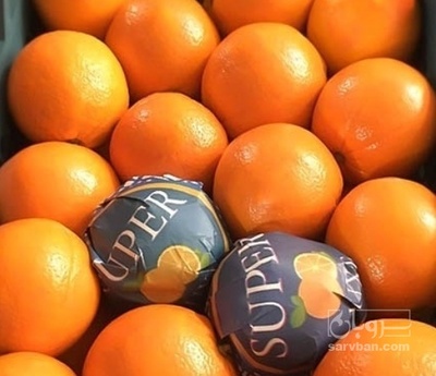 فروش پرتقال صادراتی