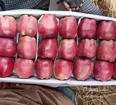 فروش سیب قرمز