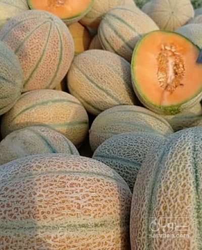 فروش طالبی جانا