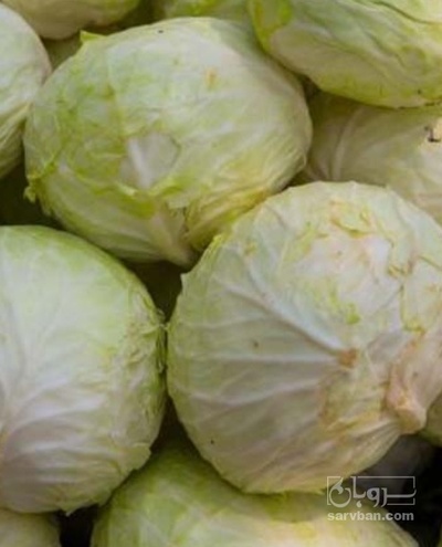 فروش کلم برگی سفید