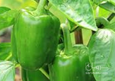 فروش فلفل دلمه ای سبز