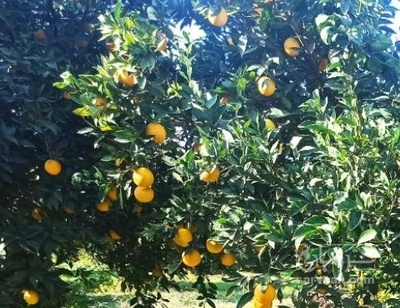 فروش پرتقال