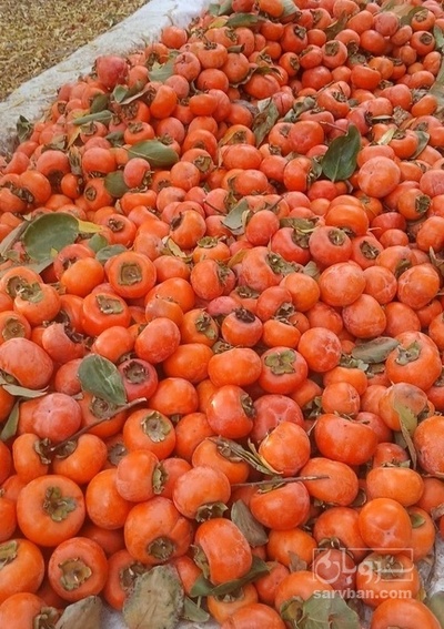 فروش خرمالو