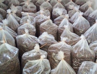 فروش آلو بخارا