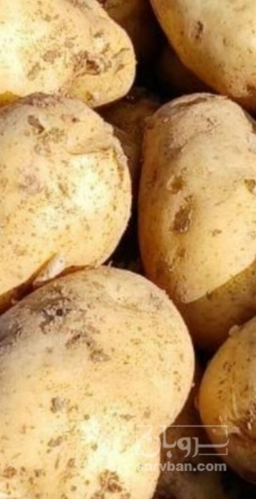 فروش سیب زمینی جلی