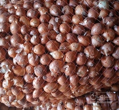 فروش پیاز زرد ریز ترشی